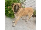 Adopt Amalia a Shepherd (Unknown Type) / Mixed dog in Dallas, TX (41559437)