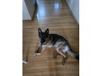 Adopt Kane a Brown/Chocolate German Shepherd Dog / Mixed dog in Waukegan