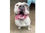 Adopt Nunzio a White - with Gray or Silver Pit Bull Terrier / Mixed dog in