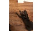 Adopt Candy a Brown/Chocolate Labrador Retriever / Mixed dog in Carrollton