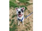 Adopt BUSTER a White - with Black Terrier (Unknown Type, Medium) / Mixed dog in