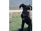 Adopt Shirley a Cane Corso / Mixed dog in Los Angeles, CA (41559305)