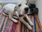 Adopt Luca a White - with Tan, Yellow or Fawn Great Pyrenees / Mixed dog in