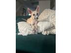 Adopt Caleb a Tan/Yellow/Fawn - with White Mixed Breed (Medium) / Mixed dog in