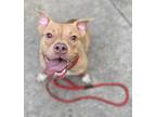 Adopt Toodie a Red/Golden/Orange/Chestnut Pit Bull Terrier / Mixed dog in