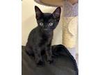 Adopt Kitten Nacho a All Black Domestic Shorthair / Mixed (short coat) cat in