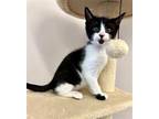 Adopt Kitten Patches a Black & White or Tuxedo Domestic Shorthair / Mixed (short
