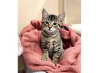 Adopt Kitten Nutmeg a Brown Tabby Domestic Shorthair / Mixed (short coat) cat in