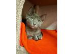 Adopt Kitten Noodle a Gray or Blue Domestic Shorthair / Mixed (short coat) cat