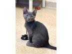 Adopt Kitten Nori a Gray or Blue Domestic Shorthair / Mixed (short coat) cat in