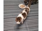 Adopt Juno a Tan or Fawn Tabby Domestic Shorthair (short coat) cat in Pinehurst