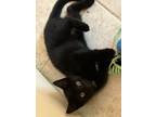 Adopt Noah a All Black Domestic Shorthair (short coat) cat in Pinehurst