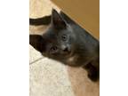 Adopt Nika a Gray or Blue (Mostly) Domestic Shorthair (short coat) cat in