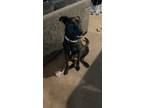 Adopt Misty a Black - with White Labrador Retriever / Mixed dog in Orange Park