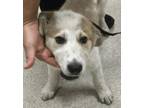 Adopt Penelope a White German Shepherd Dog / Border Collie dog in Kelowna
