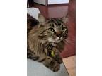 Adopt Montgomery a Calico or Dilute Calico Calico / Mixed (long coat) cat in