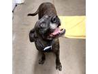 Adopt CLEO a Red/Golden/Orange/Chestnut Mastiff / Mixed dog in Tucson