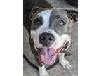 Adopt Mulberry a White - with Gray or Silver Pit Bull Terrier / Mixed dog in