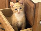 Adopt Nathan a Orange or Red Domestic Shorthair (short coat) cat in Pinehurst