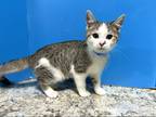 Adopt Kyler a Brown Tabby Domestic Shorthair (short coat) cat in Powell