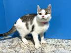 Adopt Kate a Brown Tabby Domestic Shorthair (short coat) cat in Powell