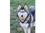 Adopt Noel Urgent a Husky / Mixed dog in Scottsboro, AL (41559404)