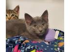Adopt Paper a Domestic Shorthair / Mixed cat in Oceanside, CA (41557780)