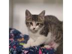 Adopt Scissors a Domestic Shorthair / Mixed cat in Oceanside, CA (41557779)
