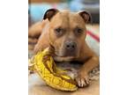 Adopt Peanut - Glorious Girl! a Tan/Yellow/Fawn - with White Staffordshire Bull