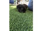 Adopt Jason Aldean a Black Boxer / German Shepherd Dog / Mixed dog in Menifee