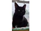 Adopt Raider a Domestic Shorthair / Mixed (short coat) cat in Medford
