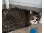 Adopt Senya a Domestic Shorthair / Mixed (short coat) cat in Medford