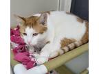 Adopt Sakari a Domestic Shorthair / Mixed (short coat) cat in Medford