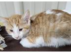 Adopt Cricket a Domestic Shorthair / Mixed (short coat) cat in Medford