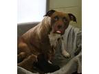 Adopt Azalea a American Staffordshire Terrier / Mixed dog in Mobile