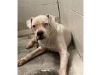 Adopt GHOST a Staffordshire Bull Terrier