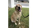Adopt Connor a Tan/Yellow/Fawn Labrador Retriever / Mixed dog in Menifee