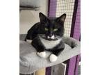 Adopt Simon a Domestic Shorthair / Mixed cat in Surrey, BC (41559393)