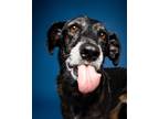 Adopt Sonja (Foster-to-Adopt) a Black Mixed Breed (Medium) / Mixed dog in