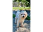 Adopt Lexie a White Maltipoo / Mixed dog in Lebanon, TN (41559447)