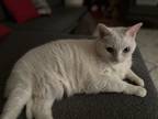 Adopt Irie a White Domestic Shorthair / Mixed (short coat) cat in Novi