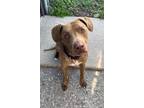 Adopt Rebel a Tan/Yellow/Fawn Labrador Retriever / Mixed dog in Aurora
