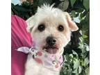 Adopt William a White Maltipoo / Mixed dog in New York, NY (41559301)