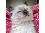 Adopt Larkspur a Cream or Ivory Balinese / Mixed (medium coat) cat in Oakland