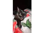 Adopt Pippy a All Black Domestic Shorthair / Mixed (short coat) cat in Oxford