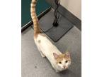 Adopt Jake a Domestic Shorthair / Mixed cat in Sheboygan, WI (41559271)