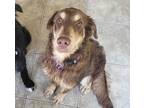 Adopt Montana a Brown/Chocolate Irish Setter / Labrador Retriever dog in