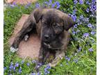 Adopt Beau a Brindle Boxer / Mixed dog in Fort Collins, CO (41558920)
