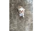 Adopt Remy a White - with Tan, Yellow or Fawn Shih Tzu / Mixed dog in Ruther