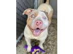 Adopt Phiz a White - with Tan, Yellow or Fawn Pit Bull Terrier / Mixed dog in